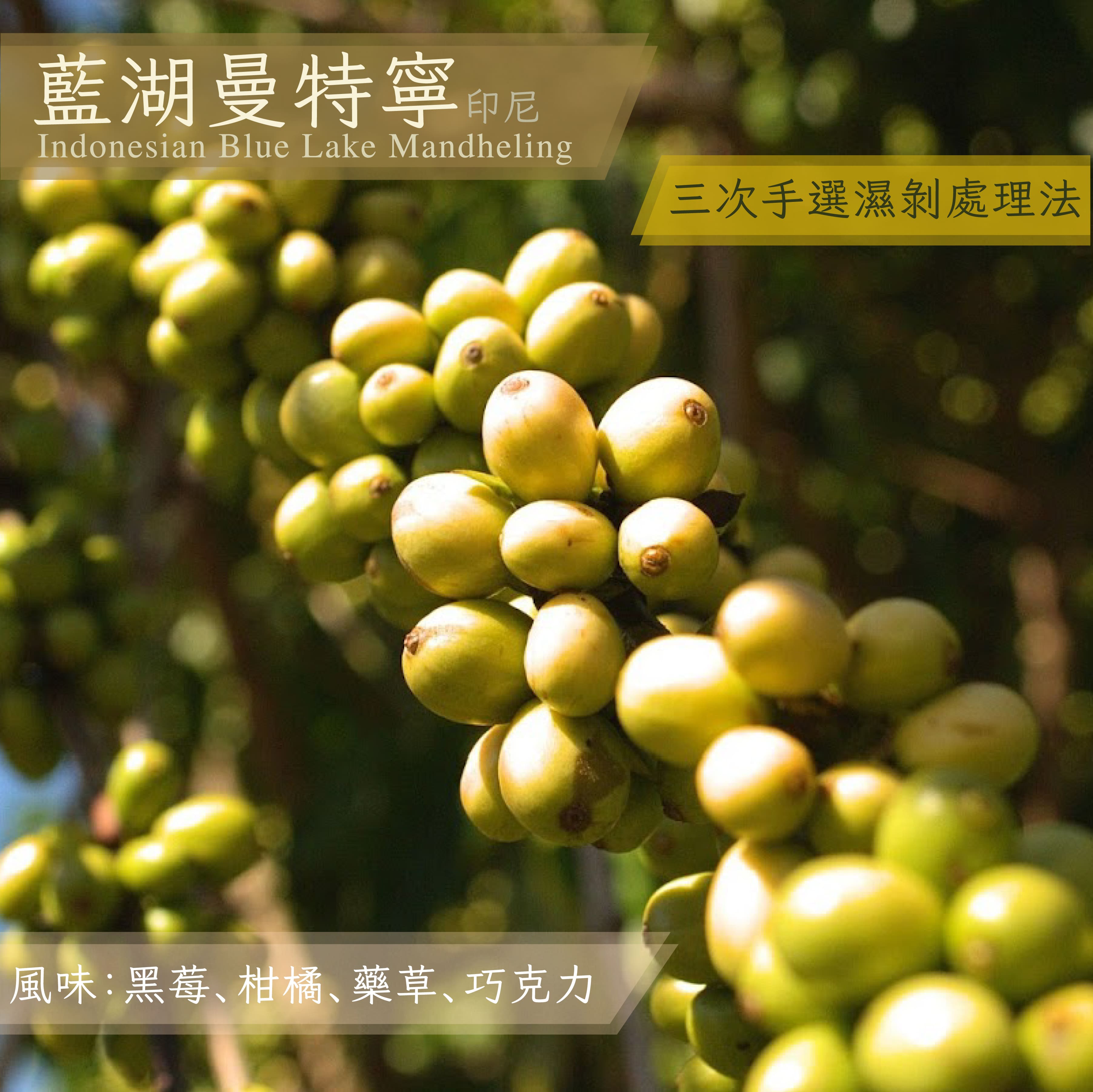 印尼 藍湖曼特寧_半磅