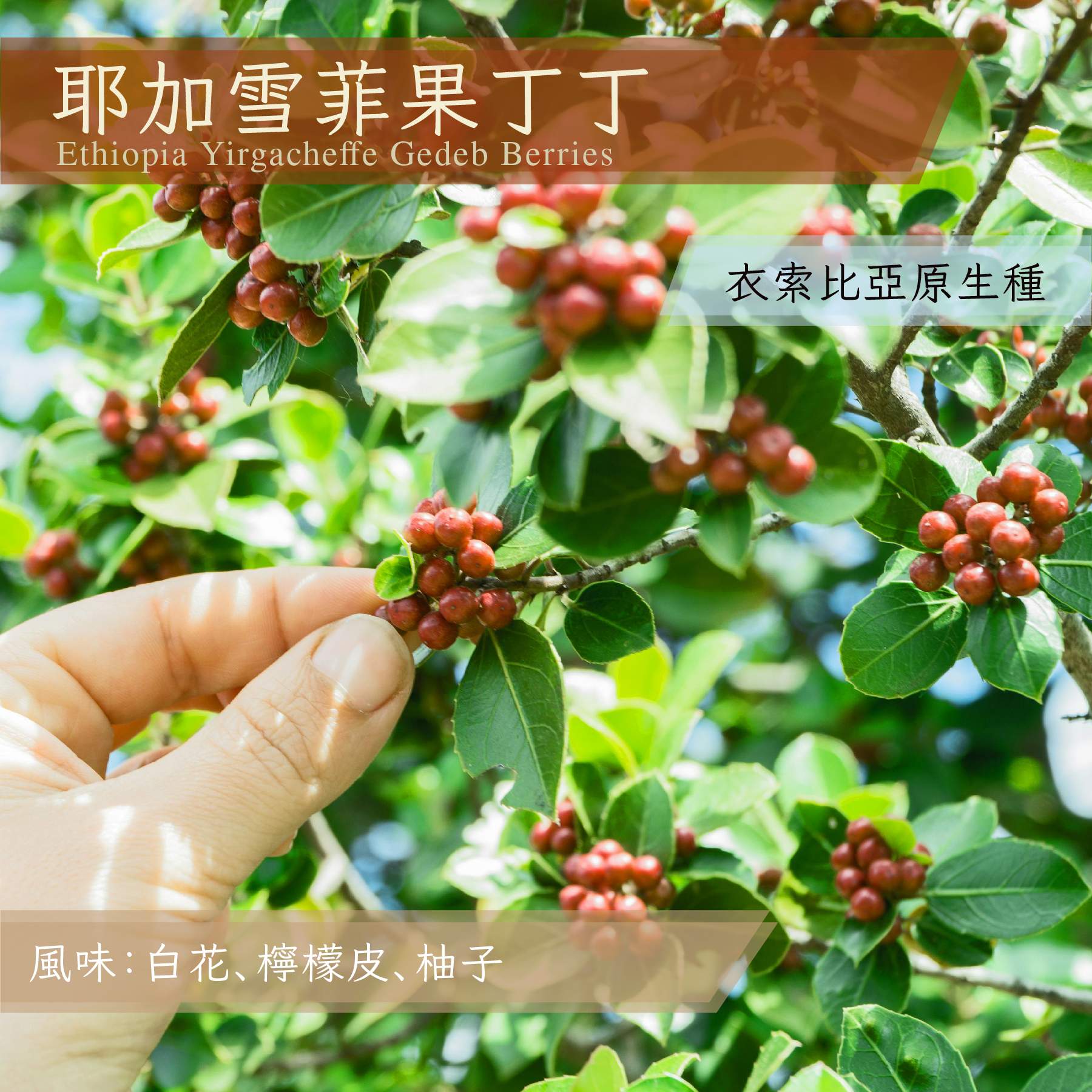 衣索比亞 耶加雪菲 果丁丁_半磅